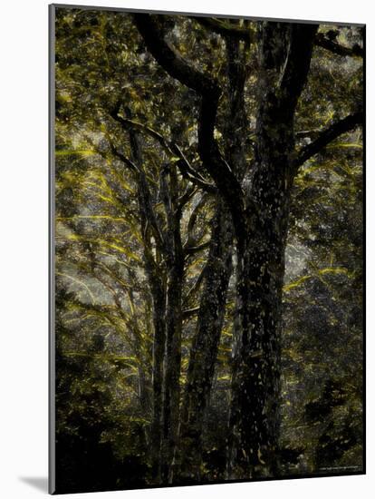 Central Park, no. 3-Katherine Sanderson-Mounted Photographic Print