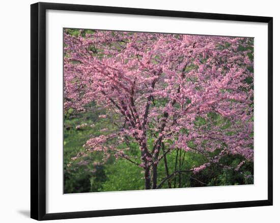 Central Park, NYC-Lauree Feldman-Framed Photographic Print