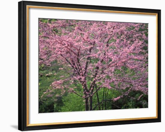 Central Park, NYC-Lauree Feldman-Framed Photographic Print