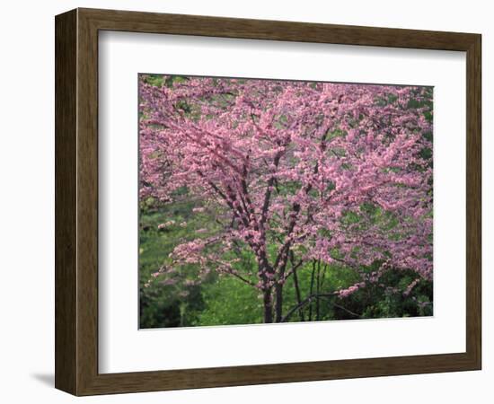 Central Park, NYC-Lauree Feldman-Framed Photographic Print