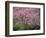 Central Park, NYC-Lauree Feldman-Framed Photographic Print