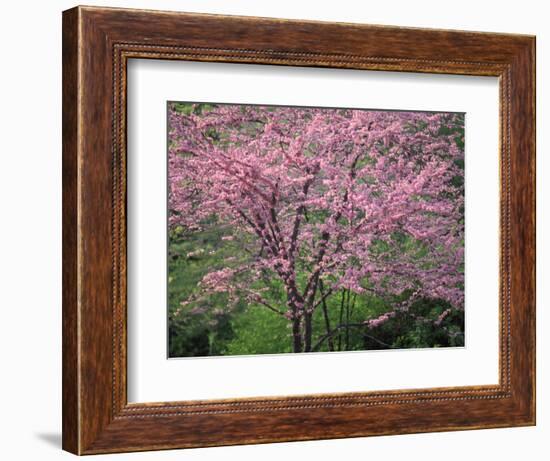 Central Park, NYC-Lauree Feldman-Framed Photographic Print