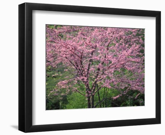 Central Park, NYC-Lauree Feldman-Framed Photographic Print