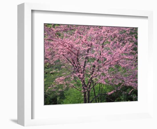 Central Park, NYC-Lauree Feldman-Framed Photographic Print