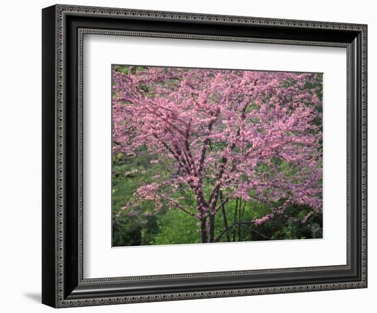 Central Park, NYC-Lauree Feldman-Framed Photographic Print