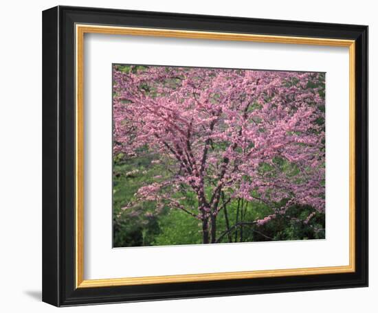 Central Park, NYC-Lauree Feldman-Framed Photographic Print