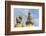 Central Stupa and Buddha eyes, Swayambunath (Monkey Temple), UNESCO World Heritage Site, Kathmandu,-G&M Therin-Weise-Framed Photographic Print