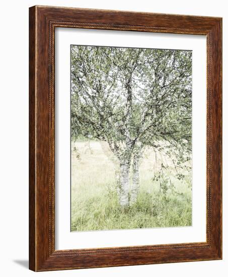 Central Tree-Mikael Svensson-Framed Giclee Print