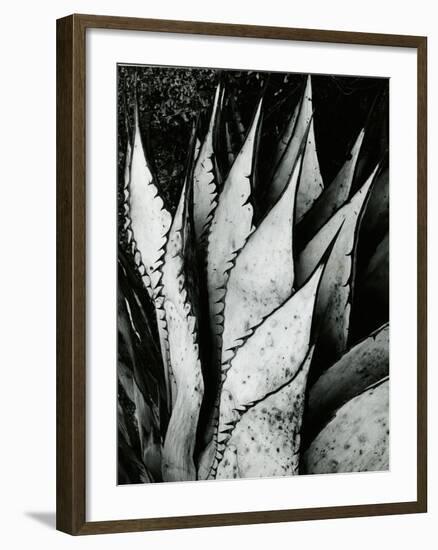 Century Plant, 1968-Brett Weston-Framed Premium Photographic Print