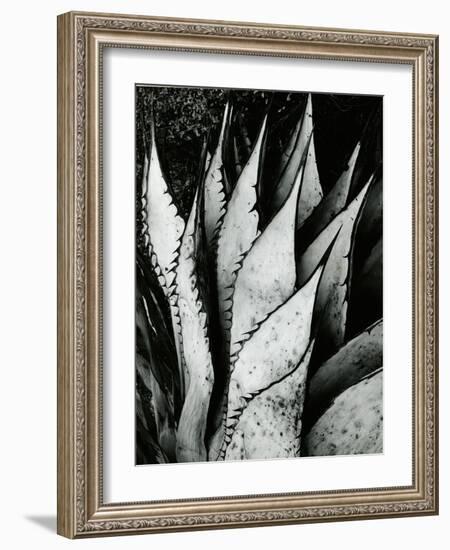 Century Plant, 1968-Brett Weston-Framed Photographic Print