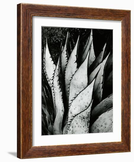 Century Plant, 1968-Brett Weston-Framed Photographic Print