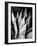 Century Plant, 1968-Brett Weston-Framed Photographic Print