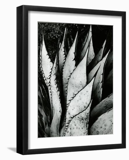 Century Plant, 1968-Brett Weston-Framed Photographic Print