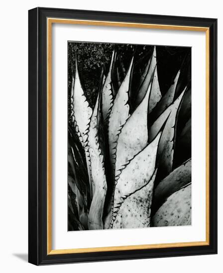 Century Plant, 1968-Brett Weston-Framed Photographic Print