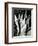 Century Plant, 1968-Brett Weston-Framed Photographic Print