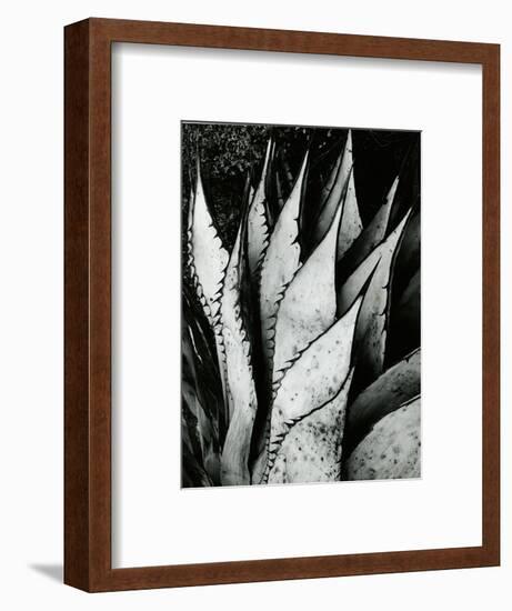 Century Plant, 1968-Brett Weston-Framed Photographic Print