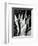 Century Plant, 1968-Brett Weston-Framed Photographic Print