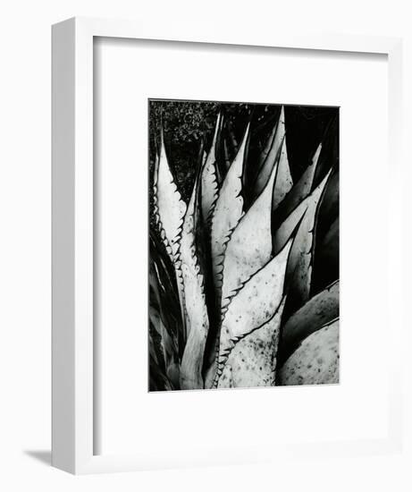 Century Plant, 1968-Brett Weston-Framed Photographic Print