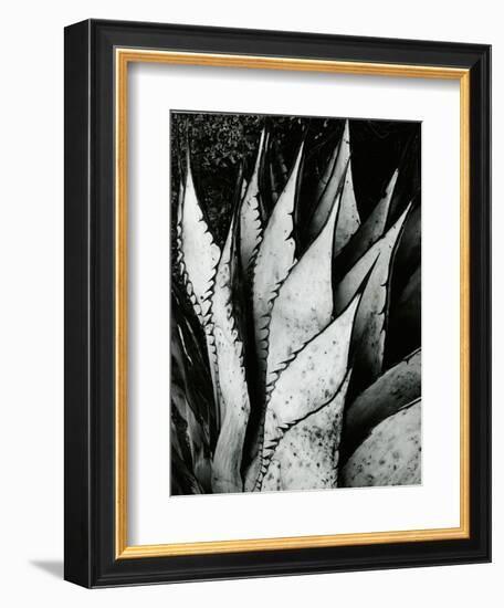 Century Plant, 1968-Brett Weston-Framed Photographic Print