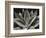 Century Plant, 1977 (silver gelatin print)-Brett Weston-Framed Photographic Print