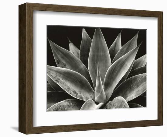 Century Plant, 1977 (silver gelatin print)-Brett Weston-Framed Photographic Print