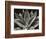 Century Plant, 1977 (silver gelatin print)-Brett Weston-Framed Photographic Print