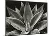 Century Plant, 1977 (silver gelatin print)-Brett Weston-Mounted Photographic Print