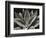 Century Plant, 1977 (silver gelatin print)-Brett Weston-Framed Photographic Print