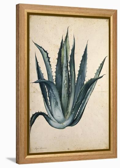 Century Plant (Agave Americana) by Jacopo Ligozzi-null-Framed Premier Image Canvas