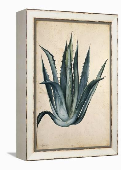 Century Plant (Agave Americana) by Jacopo Ligozzi-null-Framed Premier Image Canvas