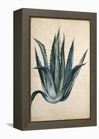 Century Plant (Agave Americana) by Jacopo Ligozzi-null-Framed Premier Image Canvas