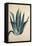 Century Plant (Agave Americana) by Jacopo Ligozzi-null-Framed Premier Image Canvas