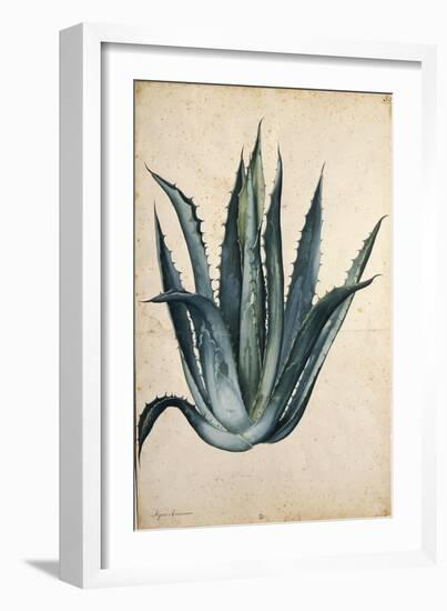 Century Plant (Agave Americana) by Jacopo Ligozzi-null-Framed Giclee Print