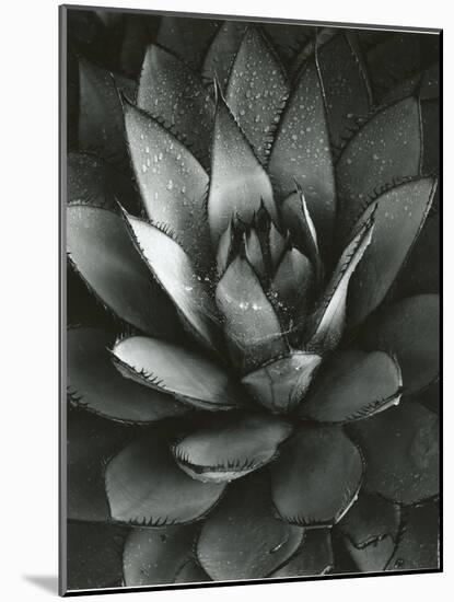 Century Plant, Baja California, 1968-Brett Weston-Mounted Photographic Print