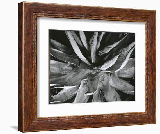 Century Plant, c. 1960-Brett Weston-Framed Photographic Print