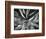 Century Plant, c. 1960-Brett Weston-Framed Photographic Print