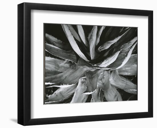 Century Plant, c. 1960-Brett Weston-Framed Photographic Print