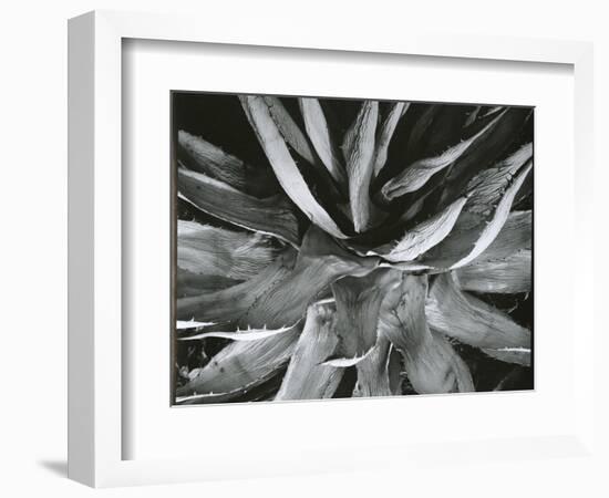 Century Plant, c. 1960-Brett Weston-Framed Photographic Print