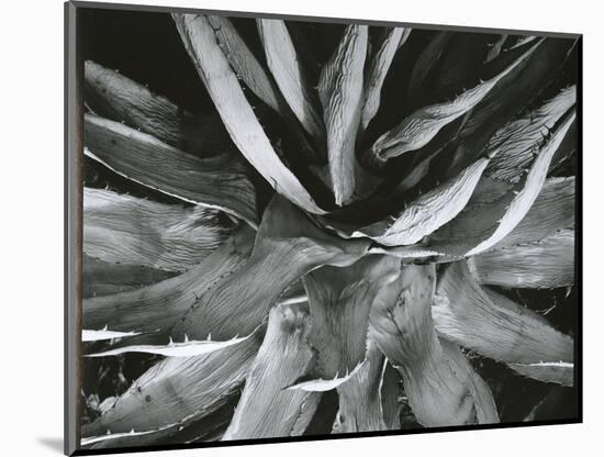 Century Plant, c. 1960-Brett Weston-Mounted Photographic Print