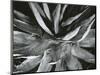 Century Plant, c. 1960-Brett Weston-Mounted Photographic Print