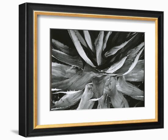 Century Plant, c. 1960-Brett Weston-Framed Photographic Print