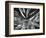 Century Plant, c. 1960-Brett Weston-Framed Photographic Print