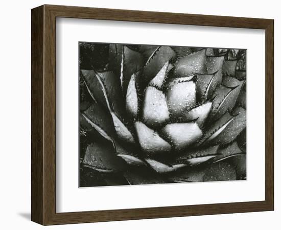 Century Plant, c. 1975-Brett Weston-Framed Photographic Print