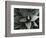 Century Plant, c. 1980-Brett Weston-Framed Photographic Print