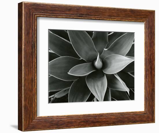 Century Plant, c. 1980-Brett Weston-Framed Photographic Print