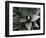 Century Plant, c. 1980-Brett Weston-Framed Photographic Print