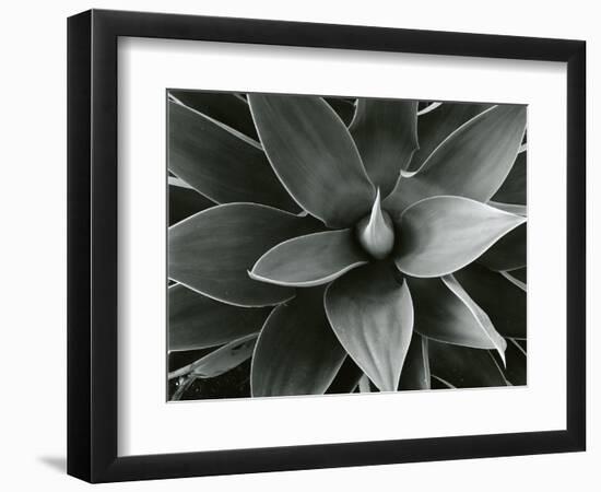 Century Plant, c. 1980-Brett Weston-Framed Photographic Print
