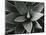 Century Plant, c. 1980-Brett Weston-Mounted Photographic Print