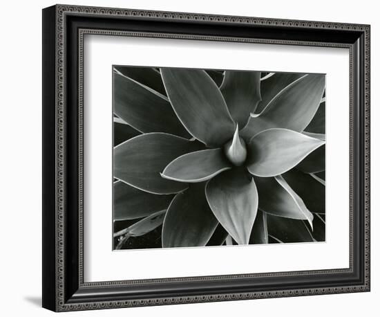 Century Plant, c. 1980-Brett Weston-Framed Photographic Print