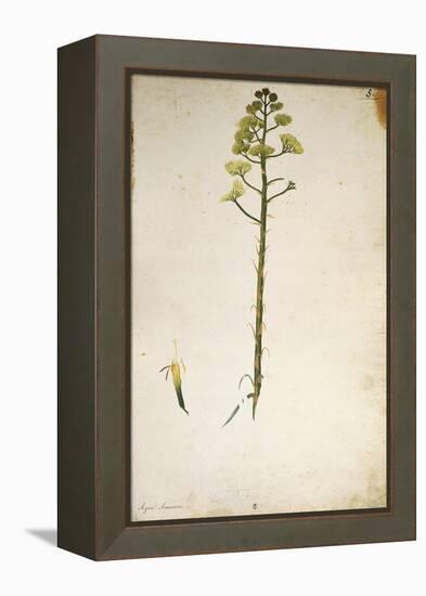 Century Plant Flower (Agave Americana) by Jacopo Ligozzi-null-Framed Premier Image Canvas